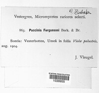 Puccinia fergussonii image